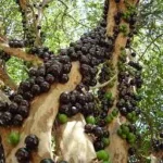 Jaboticaba skin extract