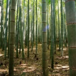 Phyllostachys Edulis Extract